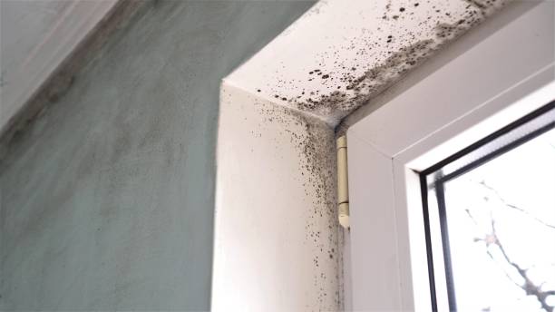 Best Emergency Mold Remediation  in Poplarville, MS