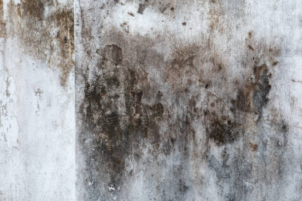 Best Black Mold Removal  in Poplarville, MS